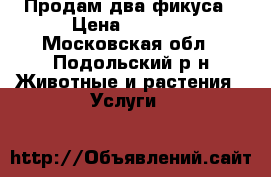 Продам два фикуса › Цена ­ 2 500 - Московская обл., Подольский р-н Животные и растения » Услуги   